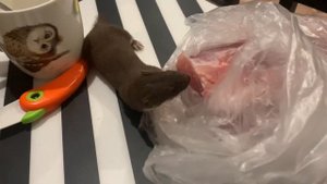 Не съем, так понадкусаю (домашняя ласка/Mustela nivalis)