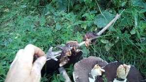 Маслята сушеные