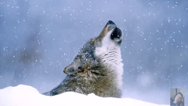 ГПилиКХ ДЦПшника Выпуск 3 Красавица или чудовище с клеймом? смотреть онлайн