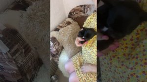 IMG 9408 Подстригаем когти щенкам породы чихуахуа.Как правильно подклеить ушко щеночку.