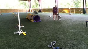 Puppy agility: tunnel training