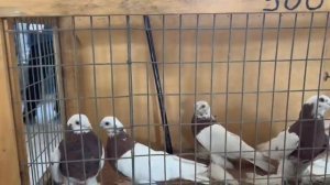 Едим на рынок голубей. 6 ноября 2022 г.