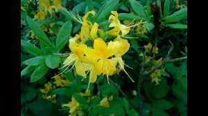 Ботанический сад на ВДНХ