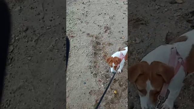 Играем на берегу реки Волги#джекрасселтерьер #сентябрь смотреть онлайн