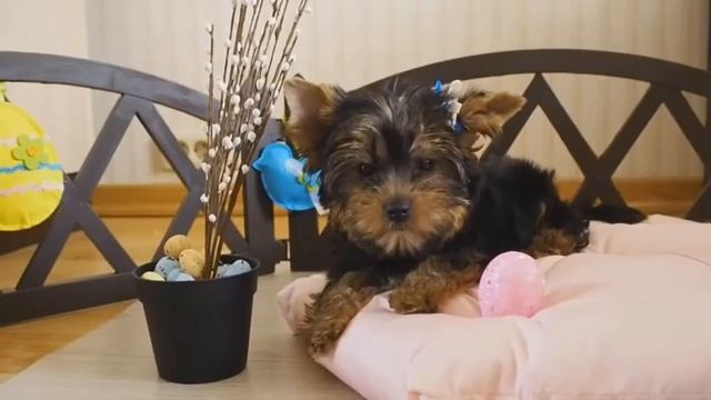 Самый ласковый щенок йорка / Продажа щенков йоркширского терьера смотреть онлайн
