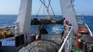 Amazing Commercial Fishing Trawl On The Big Boat. Net Fishing Hundreds tons of fish caught on Sea