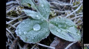 Флёр - железо поёт