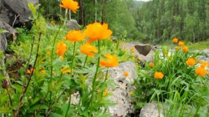 Байкитские зарисовки. Эвенкийский роман