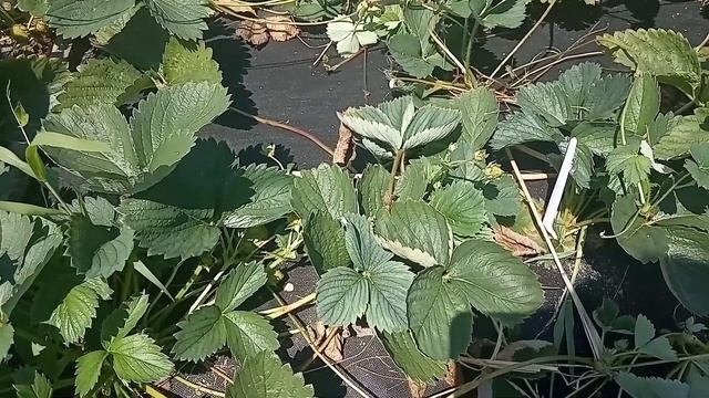 Клубника Чудо Мира: достоинства и недостатки сорта смотреть онлайн