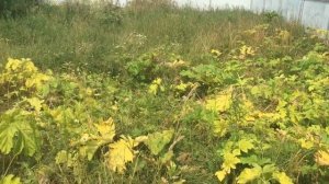 БорщевикOFF гербицид от борщевика Сосновского