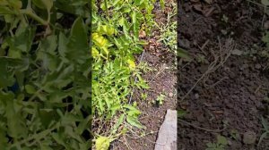 Солнечный ожог на помидорах.Что делать?