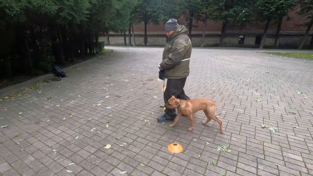 Команда рядом | Кинолог | Питбуль смотреть онлайн