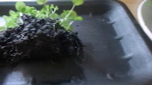 Многолетняя #лобелия. Пикирование рассады