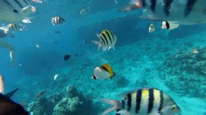 Рыбка Немо. Риф отеля Hilton Sharks bay. Sharm el Sheikh. Egypt