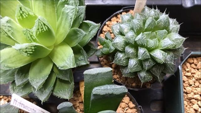 HAWORTHIA SUCCULENTS - Truncata Mirror Ball Hybrids Rare Variegate - From MY PLANT COLLECTION смотреть онлайн