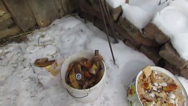 Зеленая масса для кур. Проращиваем зерно.