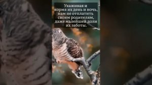 Почитание родителей в исламе