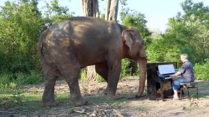 “Méditation de Thaïs” on Piano for Chaichana, Bull Elephant