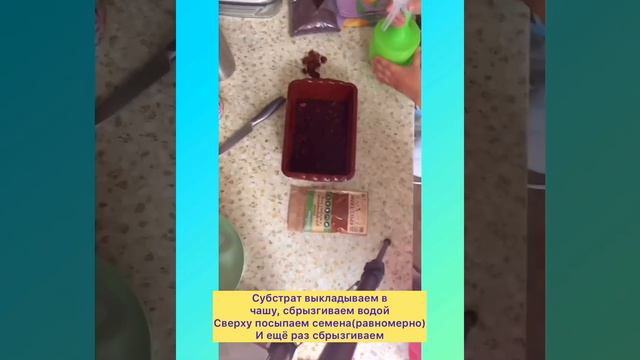 Проращивания микрозелени смотреть онлайн