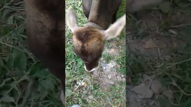 Бычки 3-4 месяца смотреть онлайн