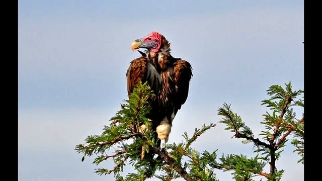 Топ 5 / Опасных птиц мира смотреть онлайн