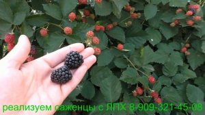 Ежевика Трипл Краун