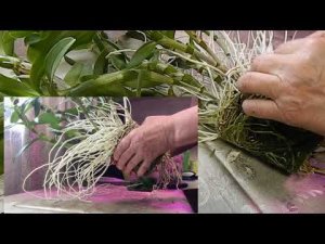 Как разделить Дендробиум в домашних условиях ч 1