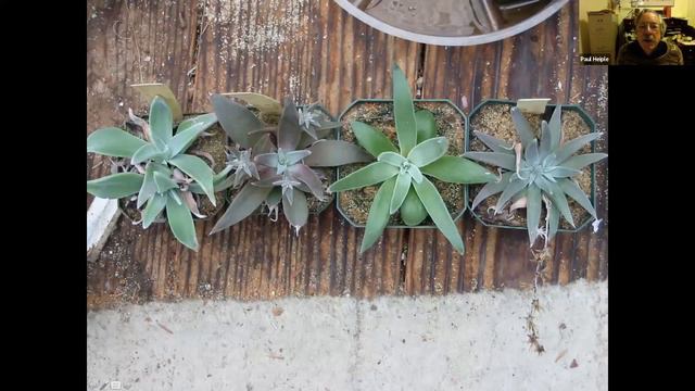 Growing and Appreciating California Succulents in the Garden and in the Wild смотреть онлайн