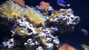 Сказочный коралловый риф | Fabulous coral reef