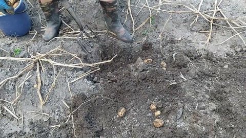 Копаем картофель вручную