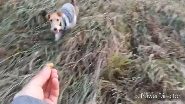 ОДИН ВЕЧЕР ИЗ ЖИЗНИ ФОКСТЕРЬЕРОВ//ЖЕСТКОШЁРСТНЫЕ ФОКСТЕРЬЕРЫ смотреть онлайн