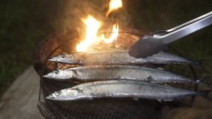 キャンプ 雨キャンプ 強風キャンプ 秋の味覚 キャンプ飯|カメムシ大量発生 ゆるキャン 渚園キャンプ場 BUNDOK2ポールテント