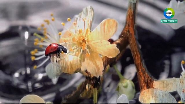 Заставка "Насекомое" 5 (Мир HD, май 2020) смотреть онлайн