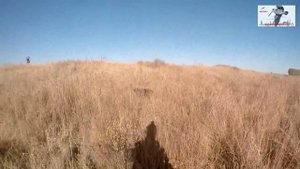 Открытие охоты на фазана с дратхаарами в Ростовской обл. 18 г.