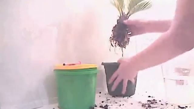 Саговник исходник до замачивания смотреть онлайн