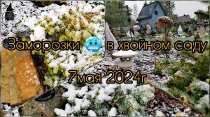 Заморозки в хвойном саду! ❄️️Обзор хвойных растений! 7 мая 2024г