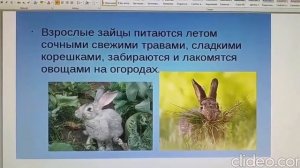 КОНСТРУИРОВАНИЕ из бумаги Зайчонок online video cutter com