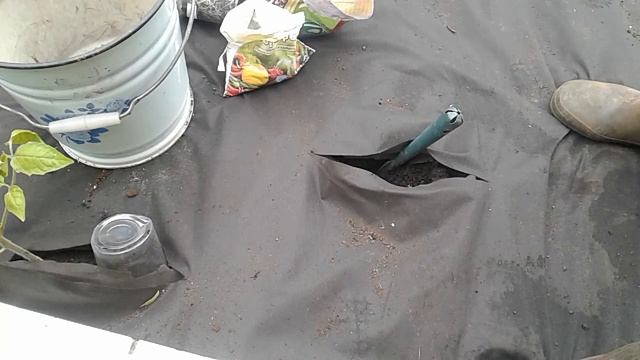 Посадка томатов в открытый грунт/мои секреты посадки/ обзор томатов после холодной ночи смотреть онлайн