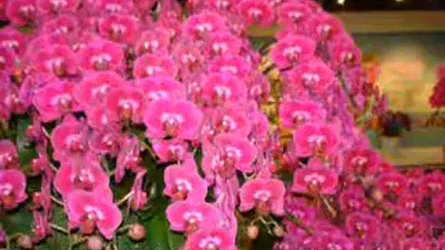 Dio Tsai 蔡振智~次中音薩克斯風~EASY LIVING смотреть онлайн