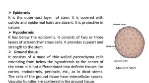 Lecture Anatomy & Specialized Forms of Stem Part 2