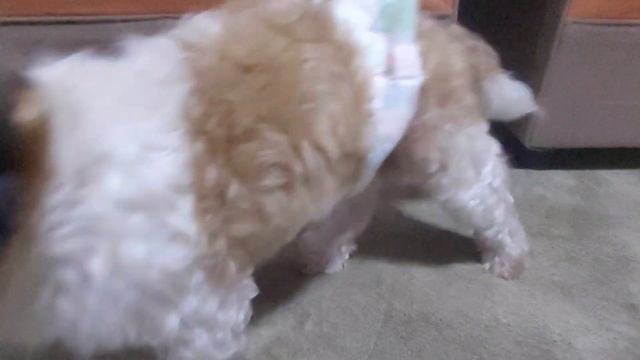 SLEEPING DOGGO JAVA and CARDI смотреть онлайн