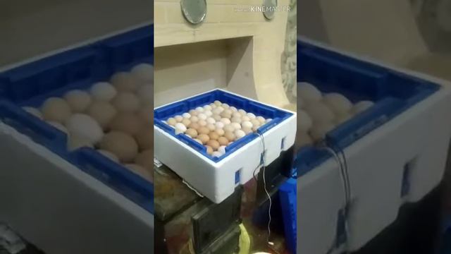 Инкубатор на 128 яиц. Установка аппарата. смотреть онлайн