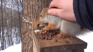 Толстая или не Толстая