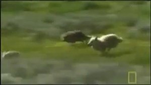 Волк против койотов