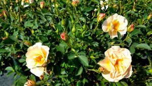 Rose Above and Beyond ('ZLEEltonStrack')
