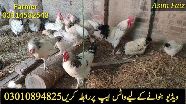 Ayam Cemani Chicken Farming in Pakistan || Ayam Cemani Chicken Business in Pakistan || Asim Faiz смотреть онлайн