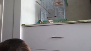 Как можно играть с попугаем)