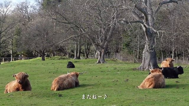 スコットランド田舎の可愛いカフェ|イギリス小さな村の旅と森の花畑|春の訪れを楽しむ日|暮らしのvlog