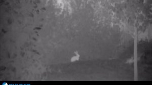 Using the Stadiametric Rangefinder in the Pulsar Quantum XD Series of Thermal Monoculars