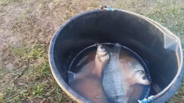 Ловля крупного карася,красивый вечер... смотреть онлайн